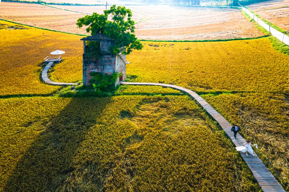 Nắng Vàng Trên Đồng Lúa