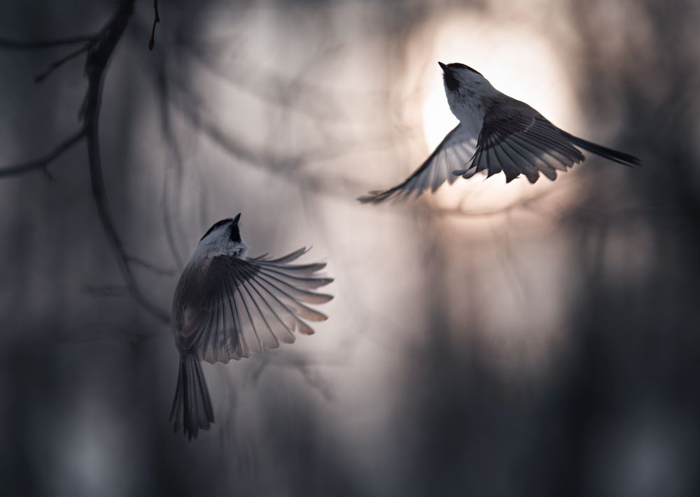 Photograph by Баранов Олег