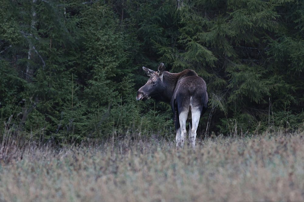 Photograph by Алексей Широбоков