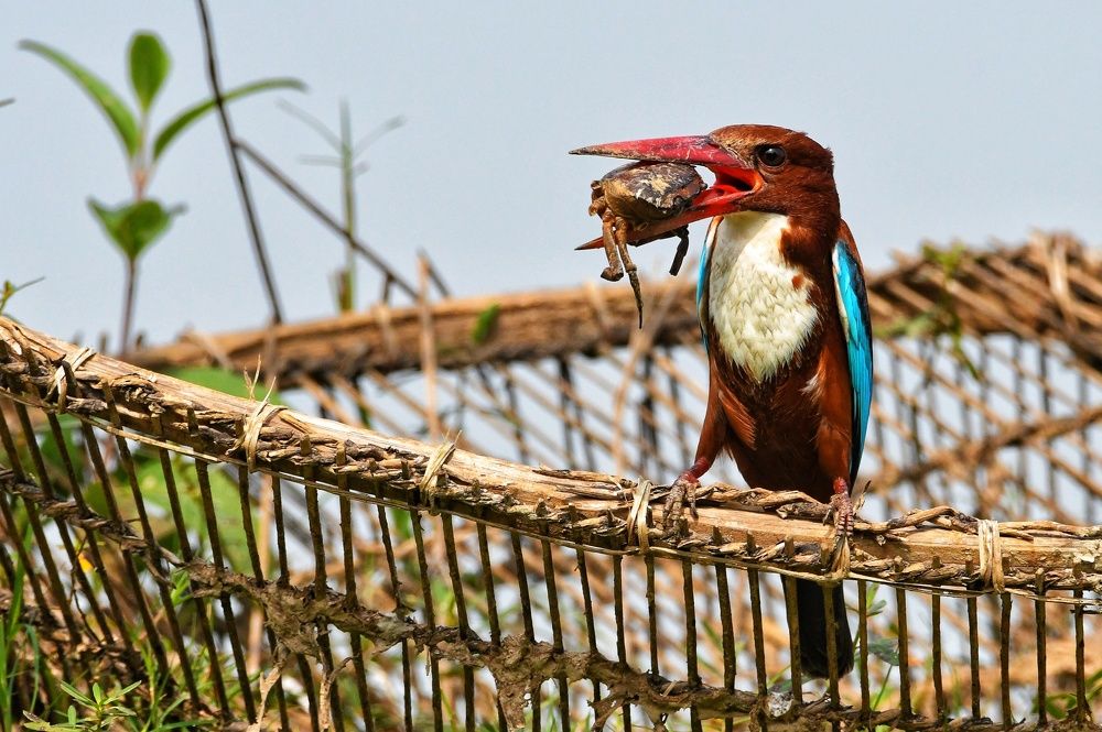 Photograph by SRIMANTA RAY