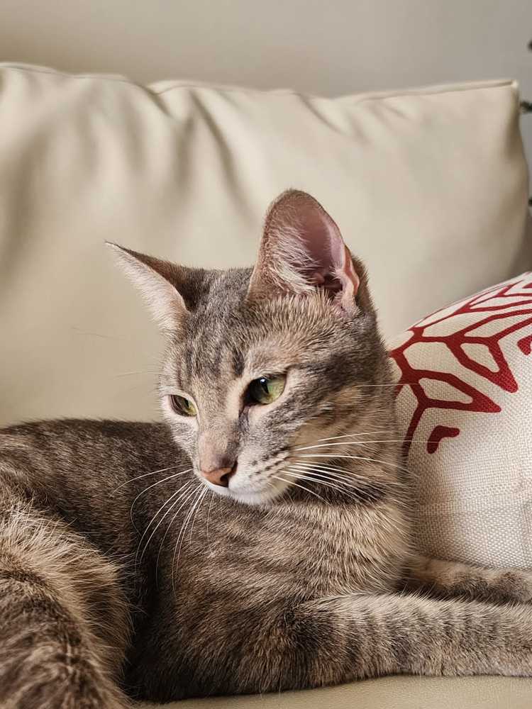 The Cat Tuli
