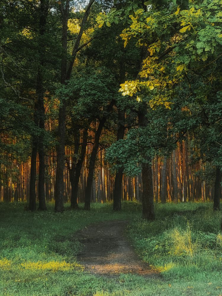 Утро в лесу