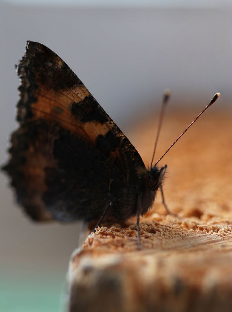 Photograph by Светлана Попкова