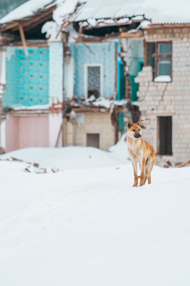 Пушистый день