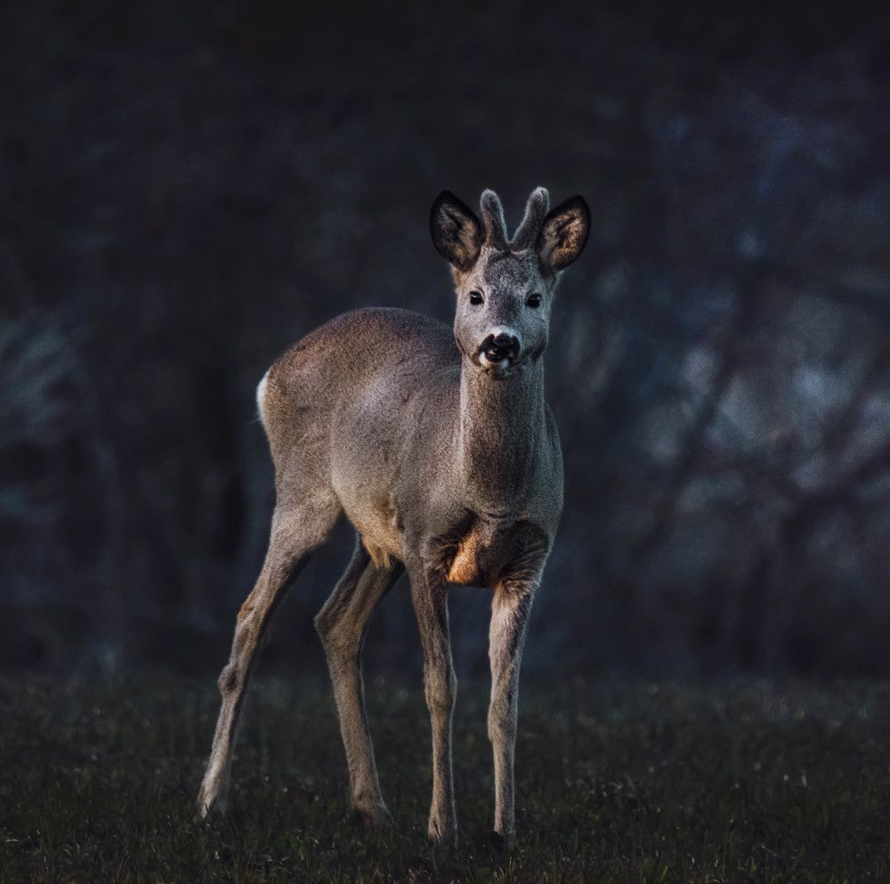 Photograph by Елена