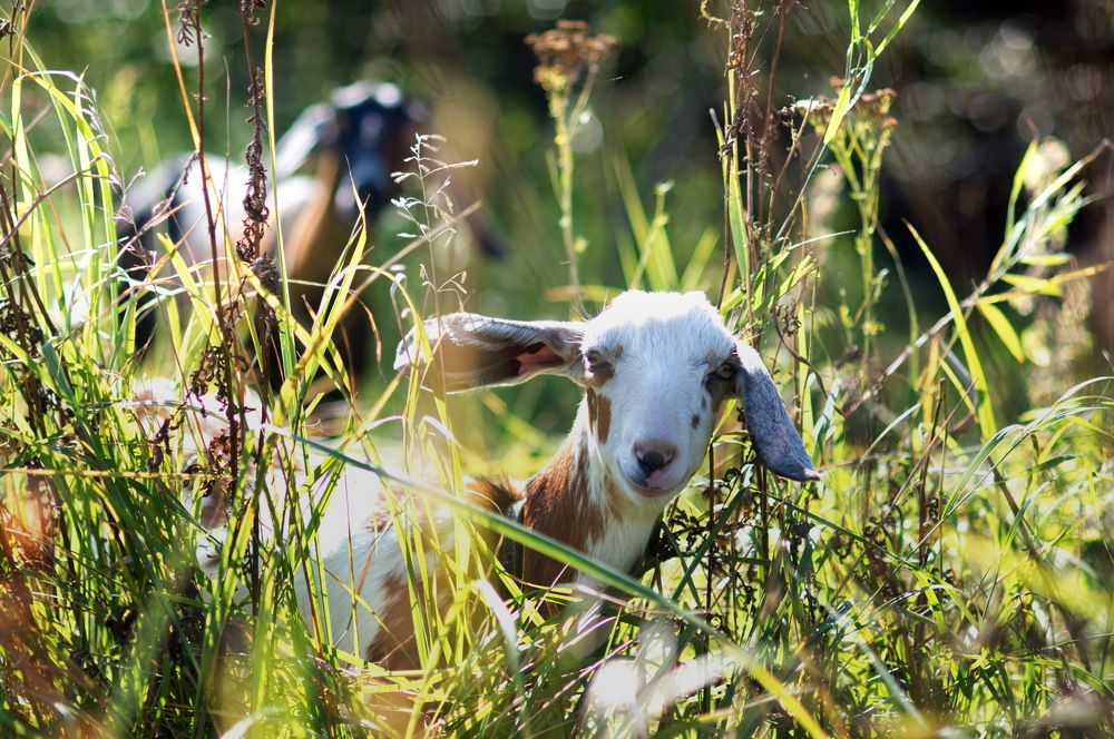 Photograph by Алена Скворцова