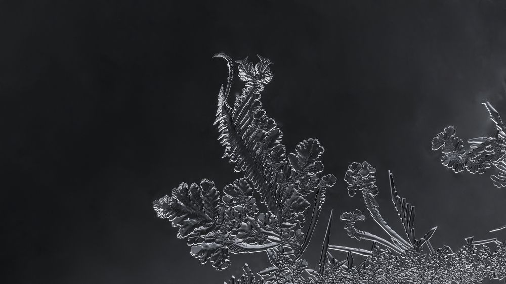 Ice butterflies on ice flowers