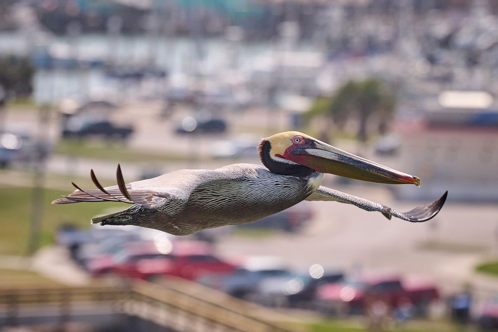 Патрульный