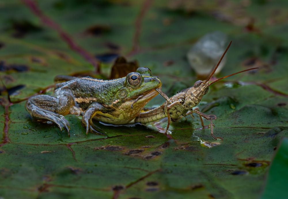 Photograph by Sheikh Ahmedul Hoque
