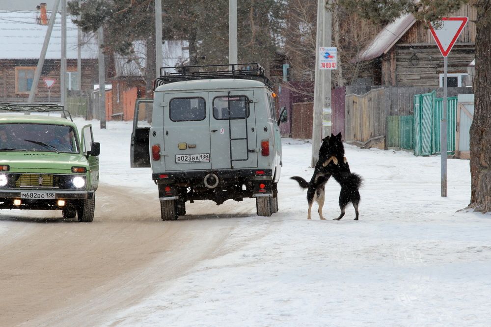 Фотография автора Колосова Елена