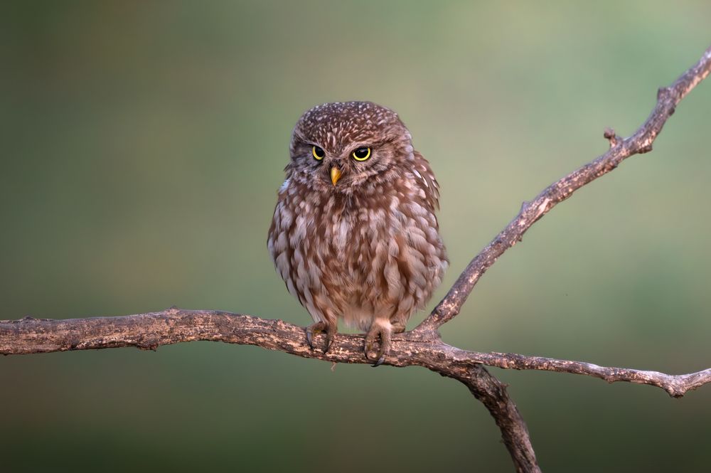 Photograph by Dejan Zakic