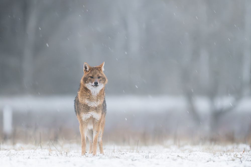 Photograph by Dejan Zakic