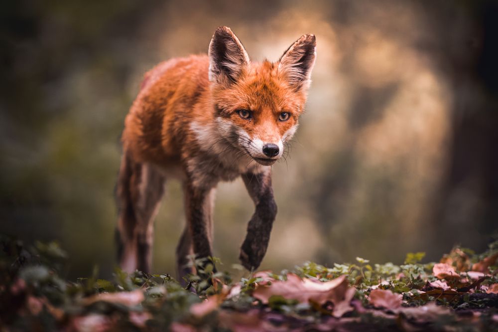 Photograph by Slobodan Botoski