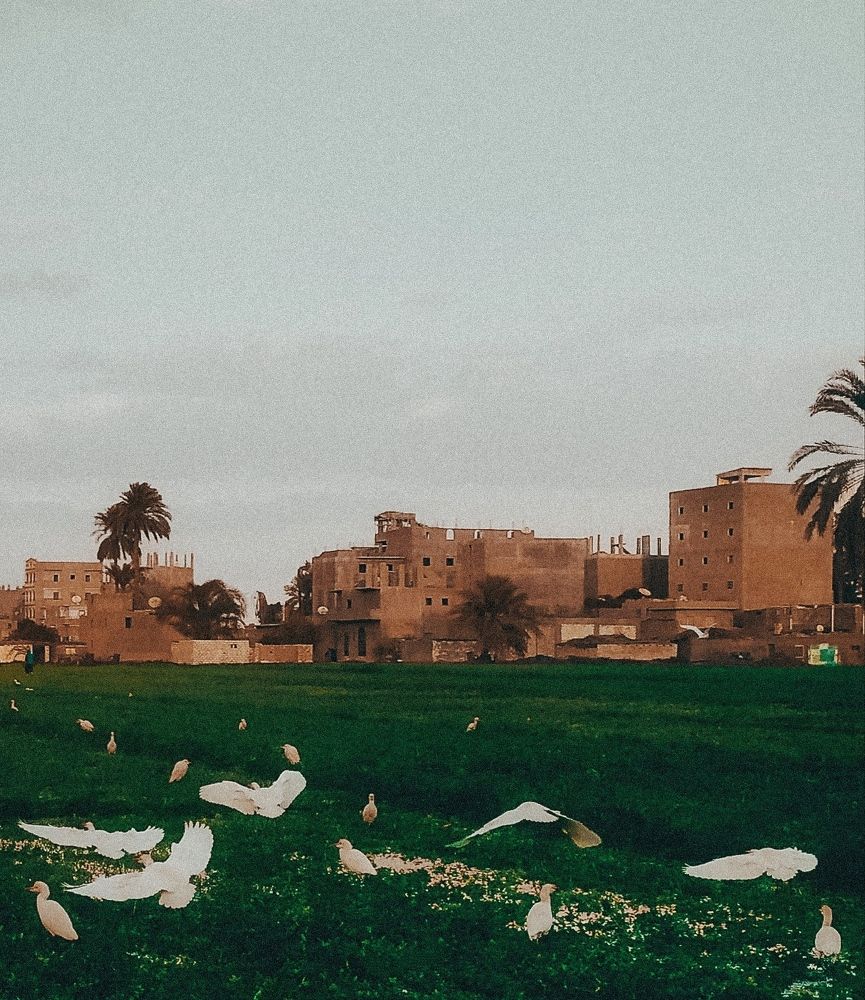 Фотография автора Adel Sami