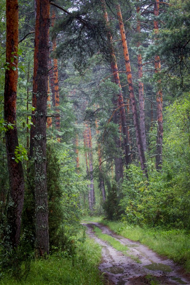 Photograph by Дмитрий Черепков