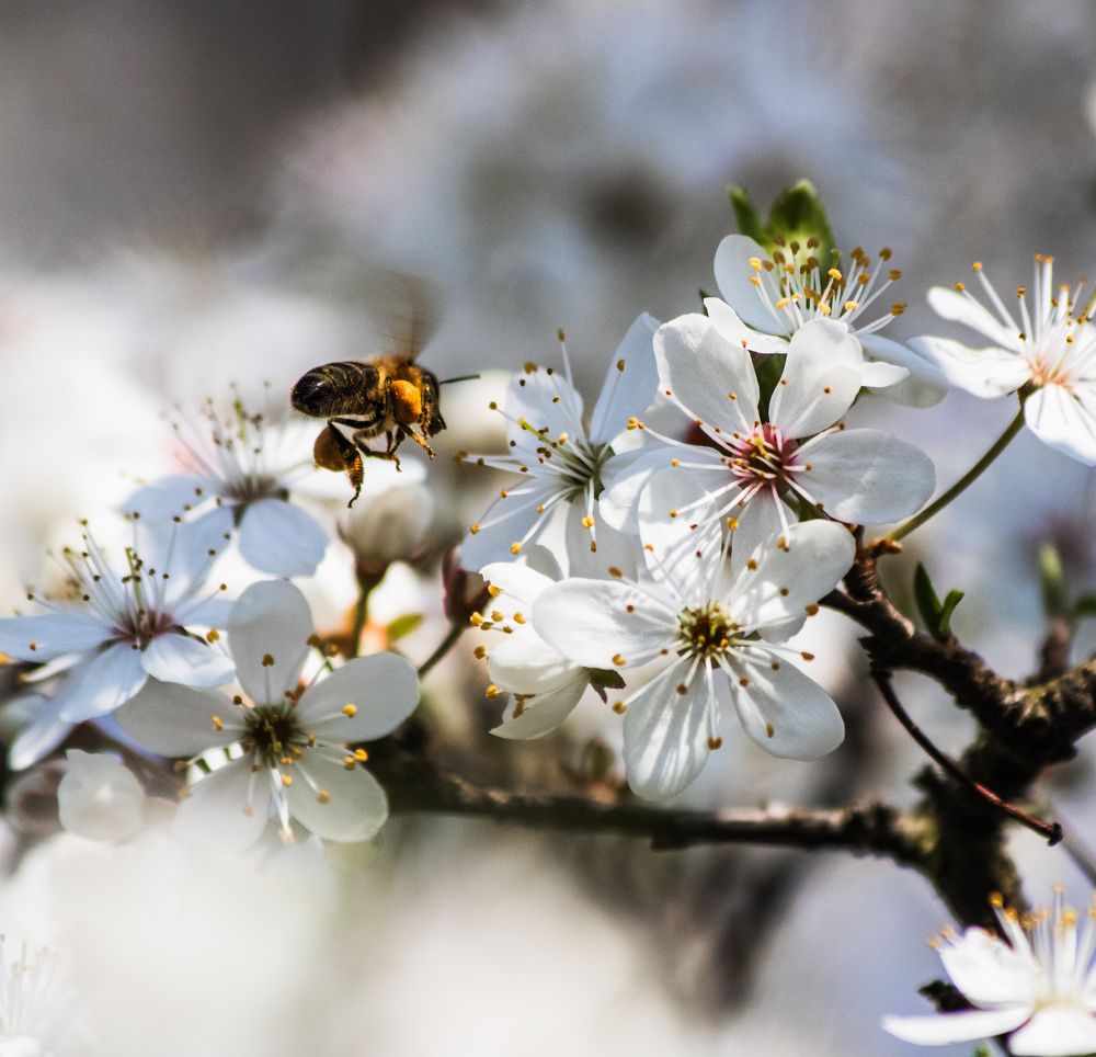 Пчела весной