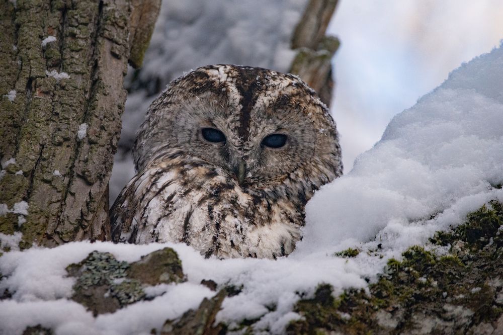 Photograph by Татьяна Ливеровская