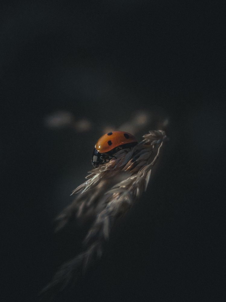 Фотография автора Юрий Серов