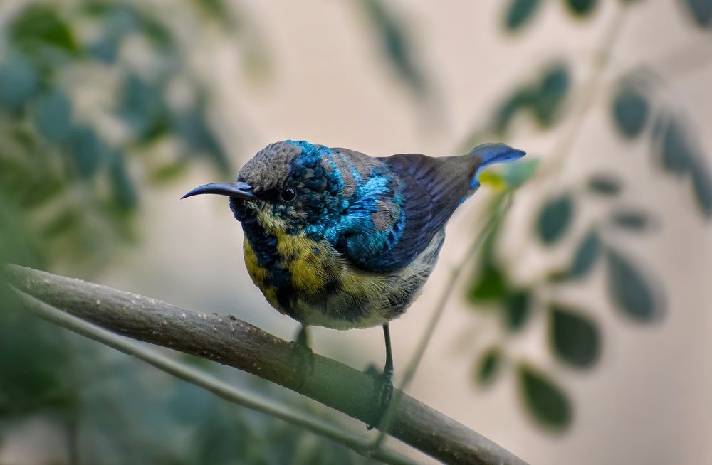 Purple Sunbird