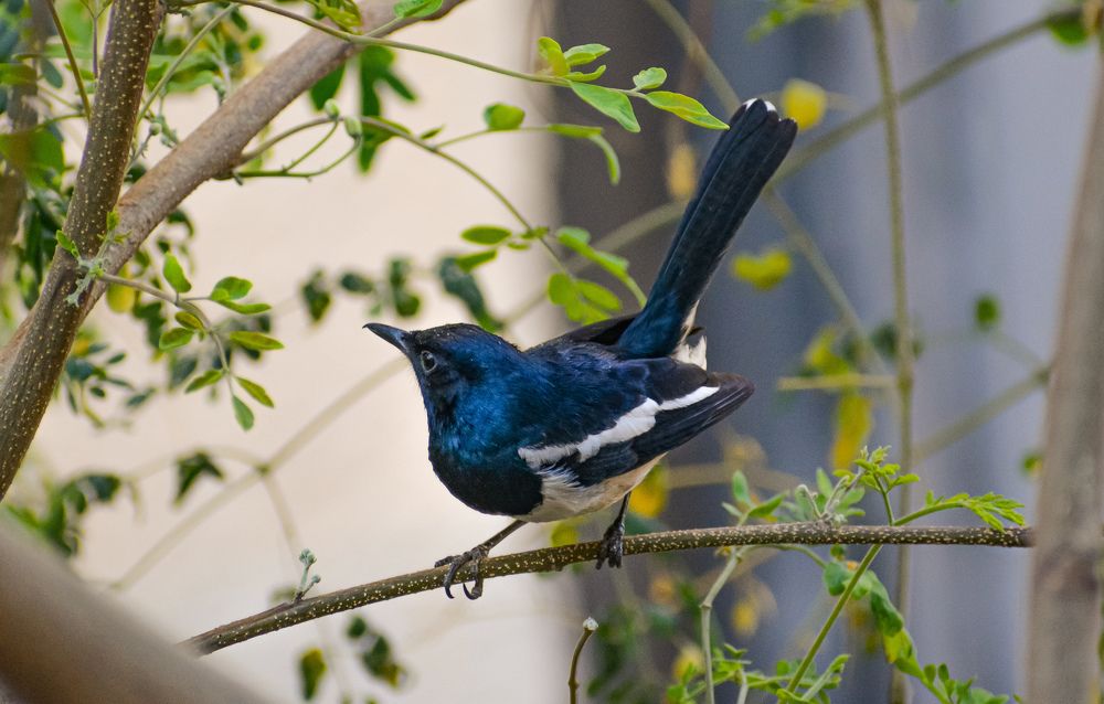 Photograph by Shoumik Bhattacharya