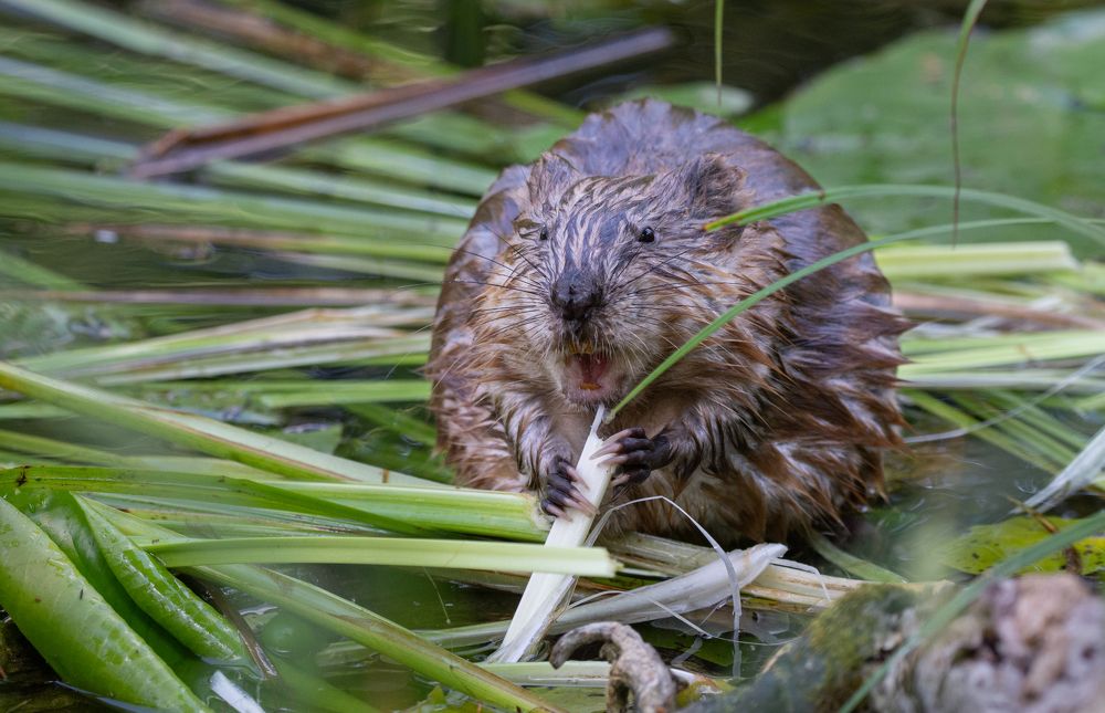 Фотография автора Татьяна Ливеровская