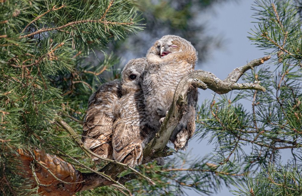 Фотография автора Татьяна Ливеровская