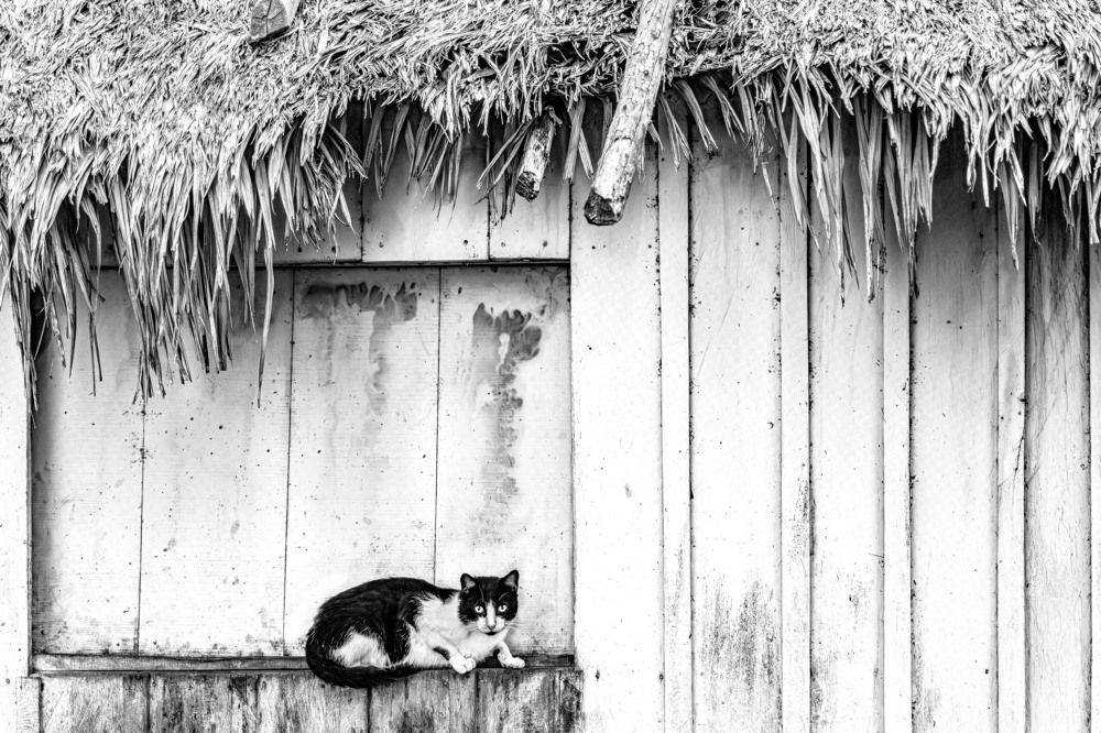 Photograph by andres unterladstaetter