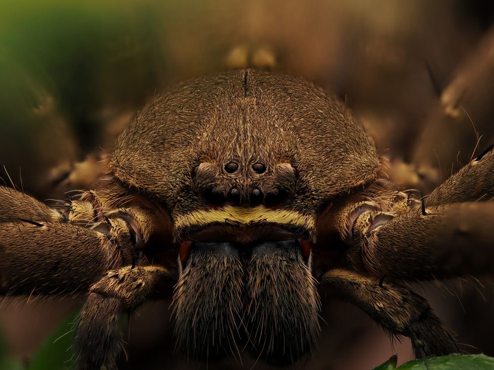 Huntsman Spider