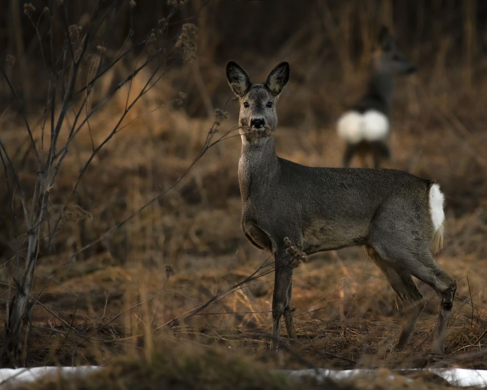 Photograph by Елена