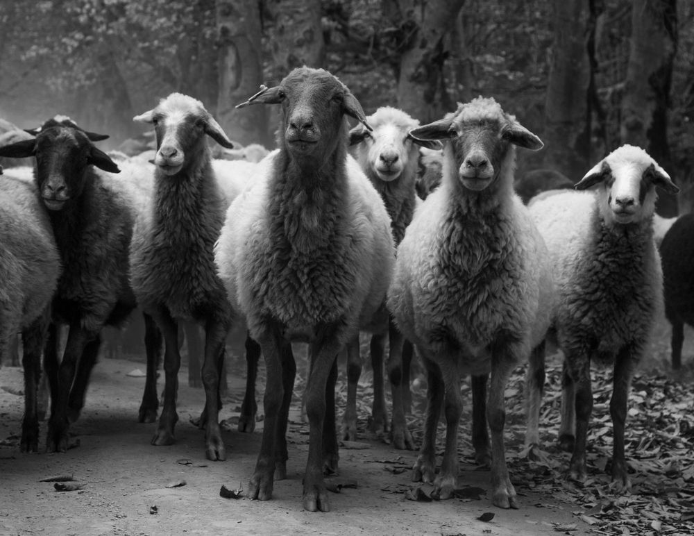 Photograph by seyed mostafa yousefi