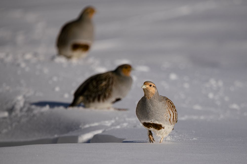 Photograph by Елена