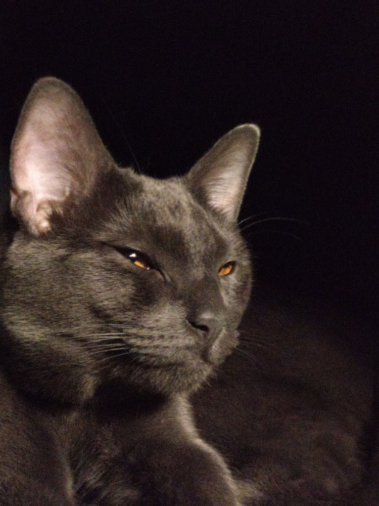 Кошачий прищур