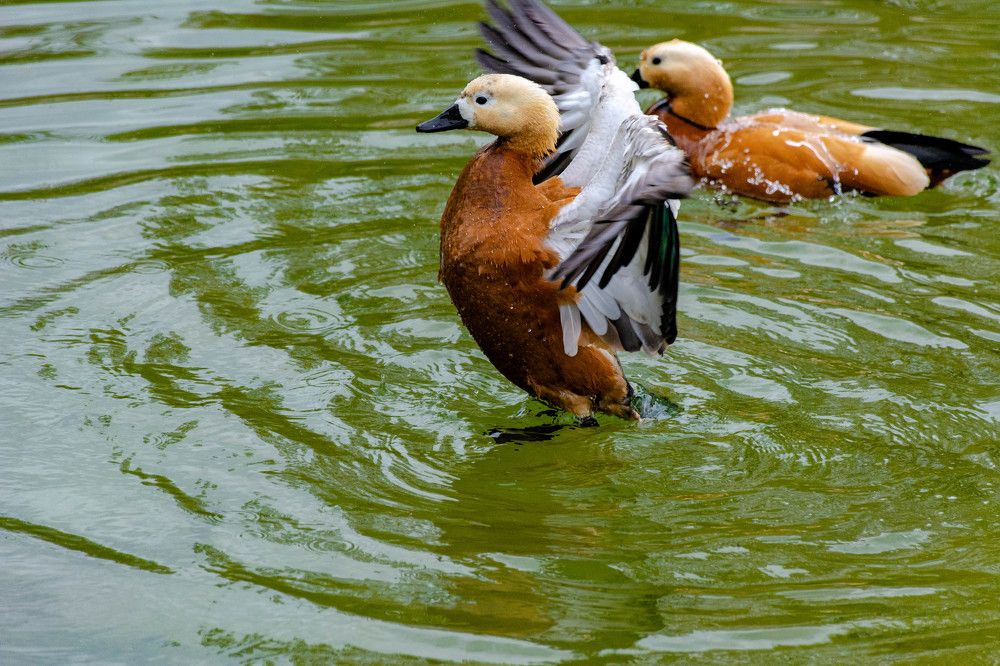 Уточки. Огари.