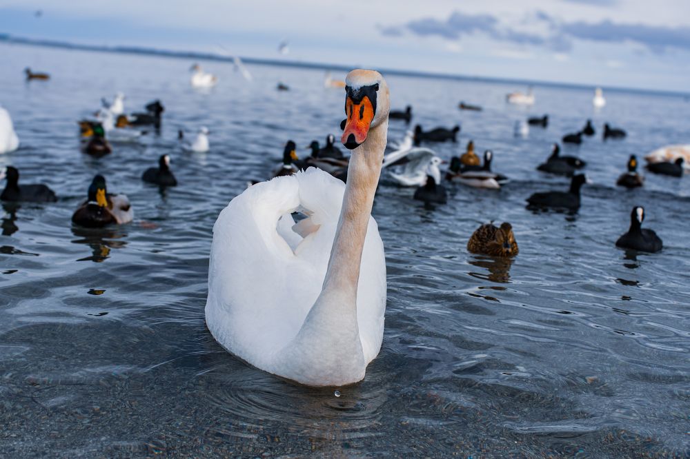 Белый лебедь на зимовке.
