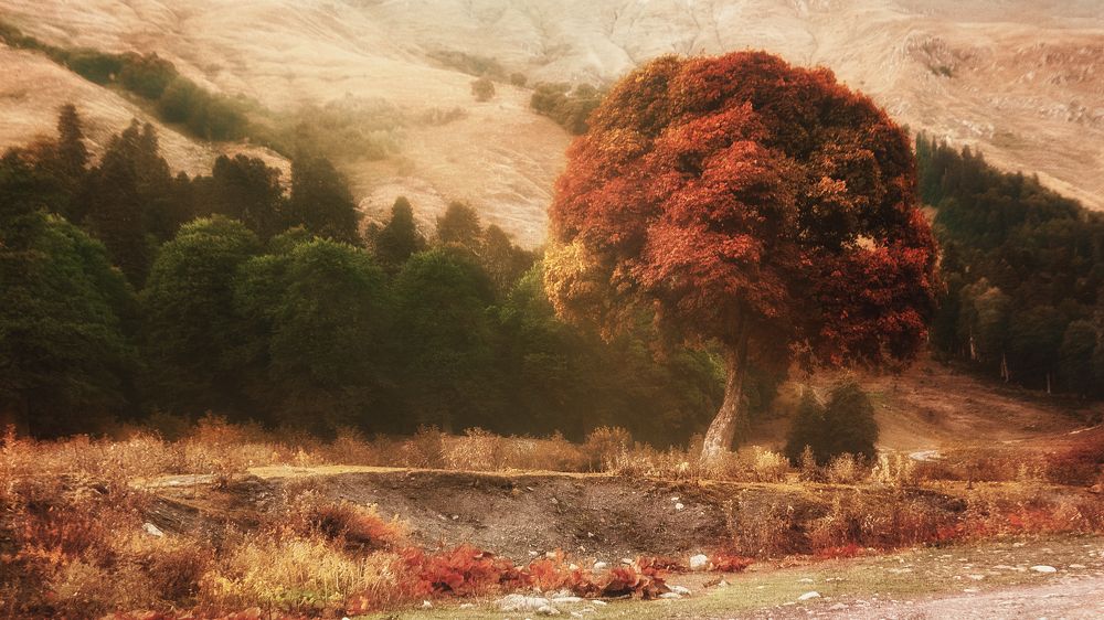 Фотография автора Виктория Шаманова