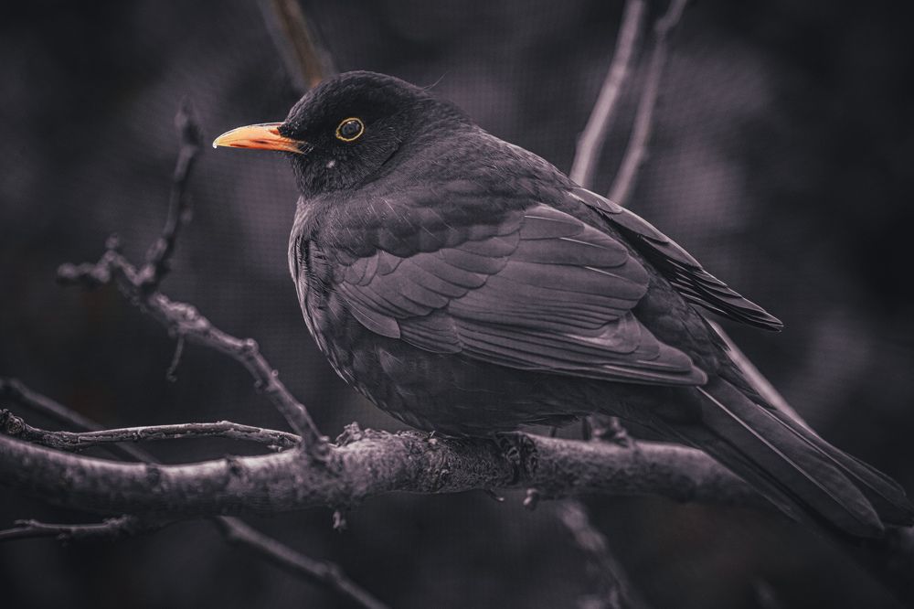 Photograph by Cosma Laura