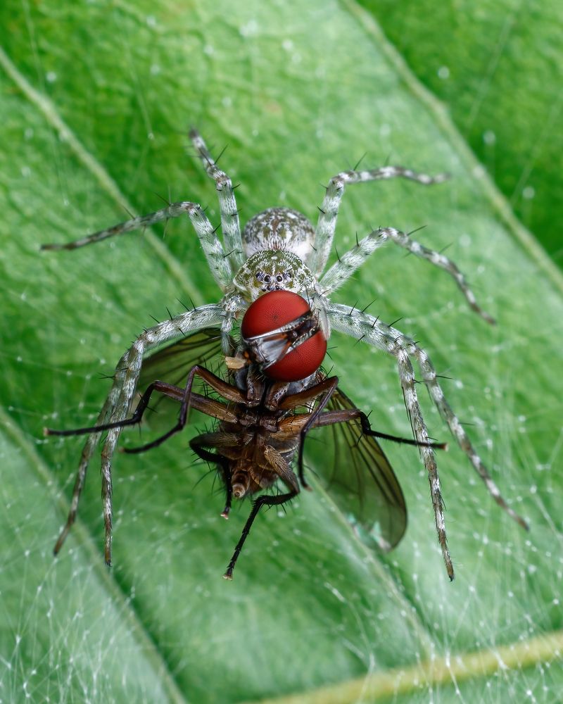 Photograph by Cassius Marcelus Oliveira Cardoso