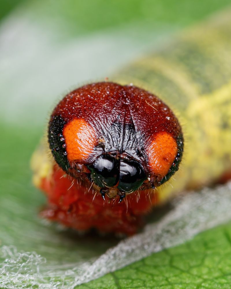 Photograph by Cassius Marcelus Oliveira Cardoso