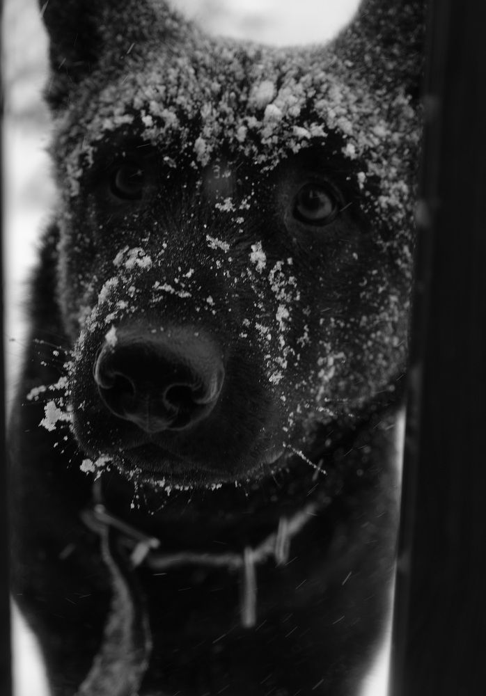 От чего так предан пёс?