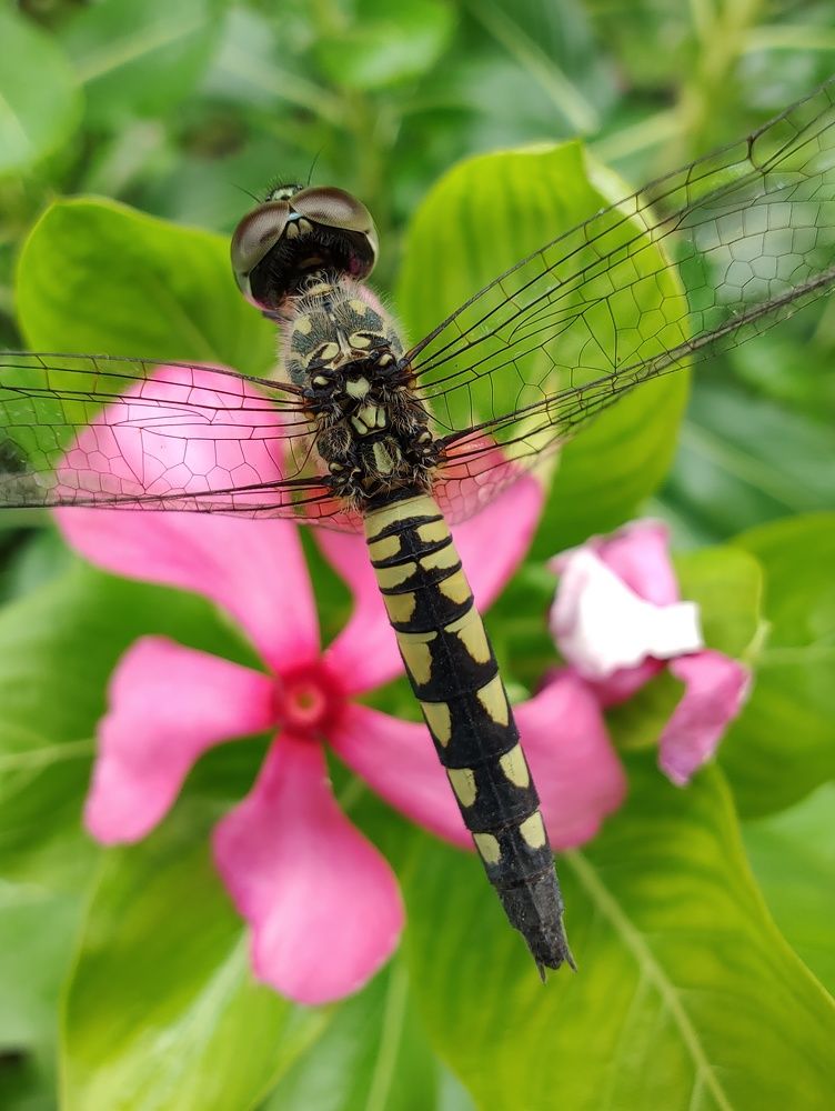 Macro shot