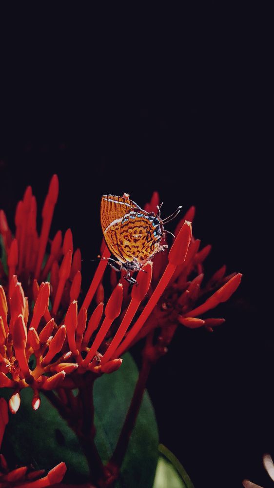 Beauty of Red