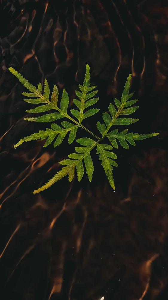 A Desperate Leaf