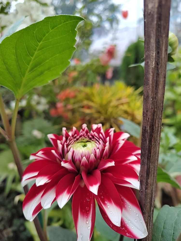 Photograph by Banerjee Ritam