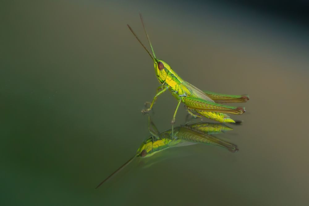 Photograph by Анжелика Сороколетова