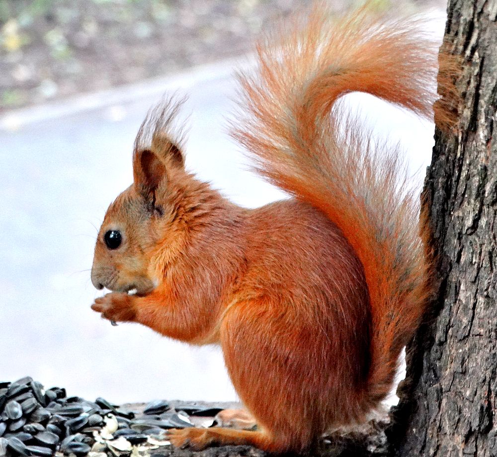 Рыженькая питается