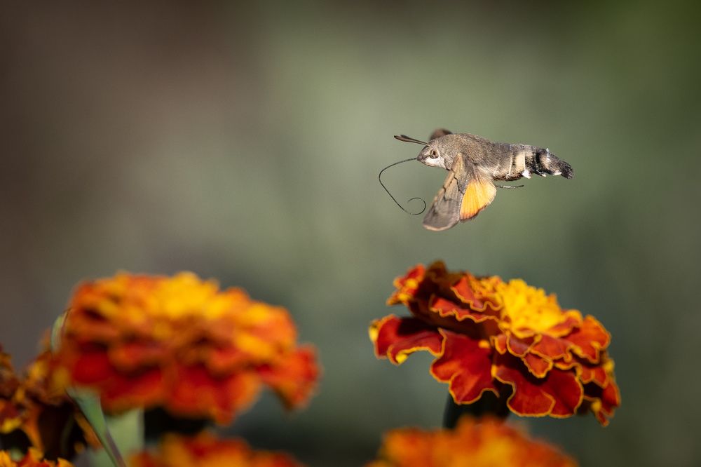 Photograph by Cosma Laura