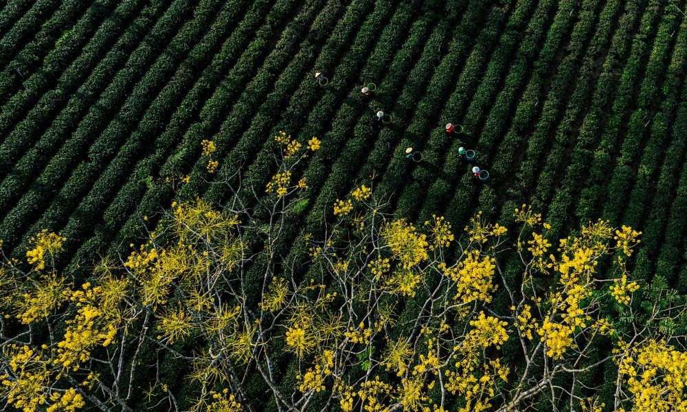 Фотография автора Sơn nguyễn ngọc