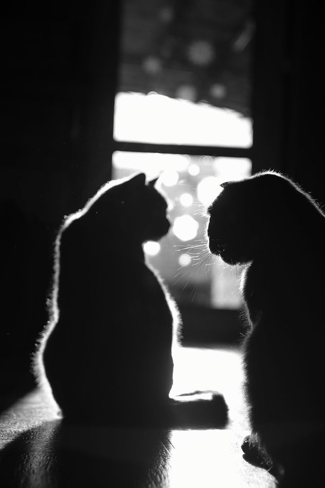 Фотография автора Наталья Боярина