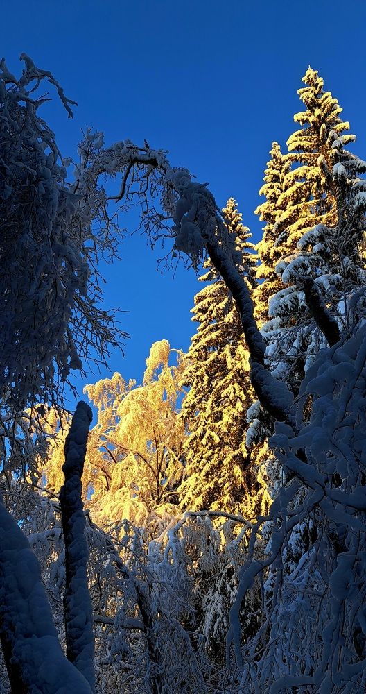 Photograph by Галина Перепечаева