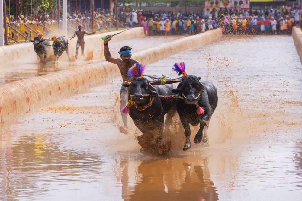 Kambala Buffalo Race